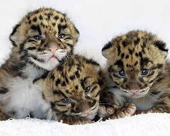 leopard Cubs, eyes, cute, bunch, cat, spots, nose, fur, leopard, fast, mouth HD wallpaper