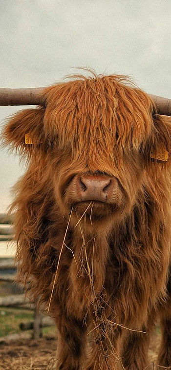 Cow , Farm animal beauty, Bovine charm, Animal print HD phone wallpaper