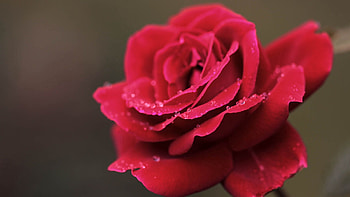 Drops, Macro, Rose Flower, Rose, Petals HD wallpaper