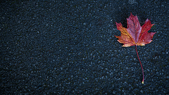 Autumn sheet, Maple leaf, Asphalt surface, Nature's beauty HD wallpaper