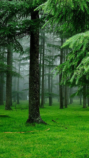 peace of mind, green, plant HD phone wallpaper
