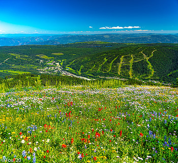 Nature, Flowers, Grass, Mountains, Forest, Greens, Hills HD wallpaper