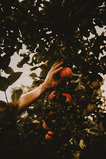 Apples, Hand, Miscellanea, Miscellaneous, Wood, Tree, Branches, Apple Tree HD phone wallpaper