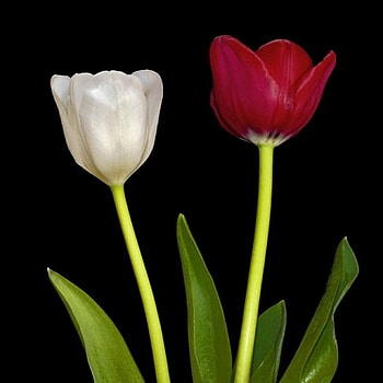 tulips, white, flower, red, spring HD wallpaper