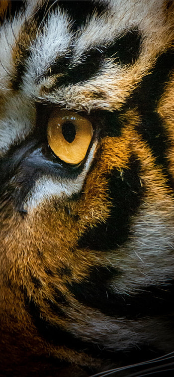 Exquisite tiger , Majestic feline beauty HD phone wallpaper