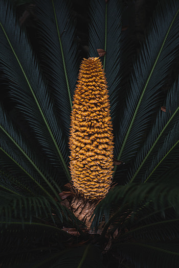 Plant, Macro, Palm, Branches, Fruit, Fetus, Exotic HD phone wallpaper