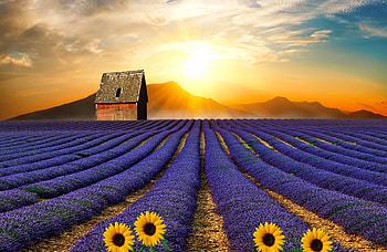 The little red barn on lavender hill, barn, house, beautiful, sunrise, little, sunflowers, pretty, field, lavender, red, sky, lovely, hill, sunset HD wallpaper