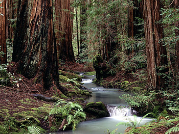 Nature, Water, Trees, Forest, Trunks, Creek, Brook HD wallpaper