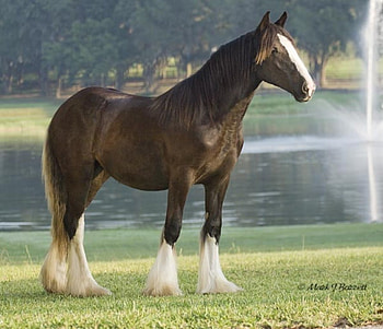 Pose for , horse, mare, stallion, animals, cavalo, foal HD wallpaper