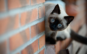 Wall, Animals, Cat, Brick, Siamese HD wallpaper
