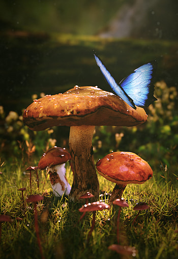 Grass, Mashrooms, 3D, Wet, Butterfly, Dew HD phone wallpaper
