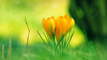 Flowers, Grass, Summer, Blur, Smooth, Crocuses HD wallpaper