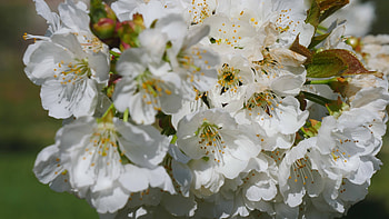 Apple Tree, Blossoming flowers, Petals close up, Nature HD wallpaper