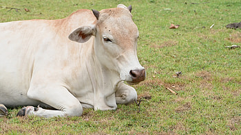Cow chewing video footage, Animal behavior, Farm animal footage, Rustic scenes HD wallpaper