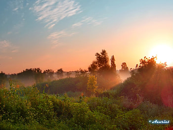 Plants, Landscape, Sunset, Sky, Sun HD wallpaper