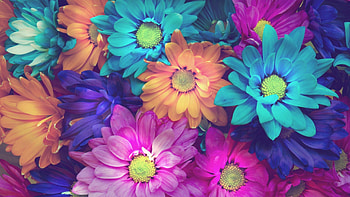 Flowers, colorful, nature, spring HD wallpaper