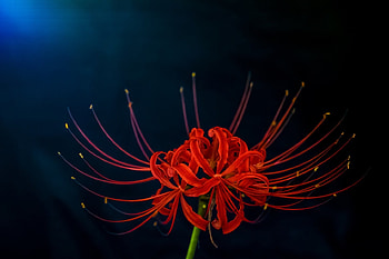 Spider lily, black, red, flower HD wallpaper