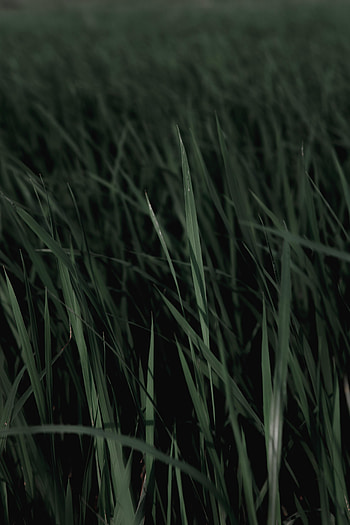 Plants, Grass, Leaves, Macro HD phone wallpaper