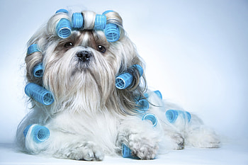 BEAUTY SECRETES, SHIH-TTZU, FUNNY, DOG, CURLERS HD wallpaper