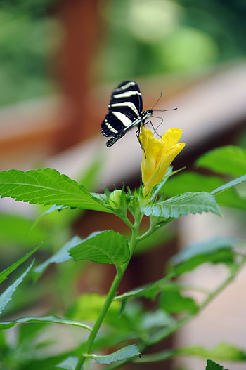 Flower, Macro, Insect, Striped, Butterfly HD phone wallpaper