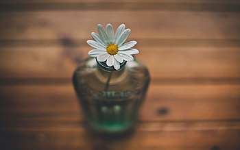 Daisy, petals, flower, soft, glass, macro, bottle HD wallpaper