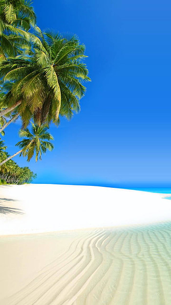 Tropical Island, palm tree, tropical, island, earth, nature, beach HD phone wallpaper