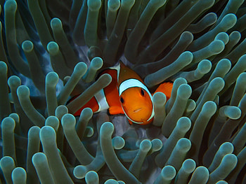 Clownfish, Samantha Johnson, Posted HD wallpaper