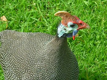 Guinea fowl, colourful, bird, up close HD wallpaper