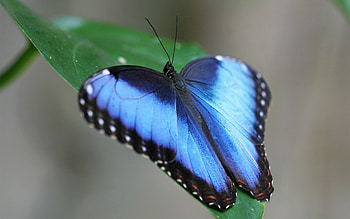 Grass, Macro, Sheet, Leaf, Butterfly, Stripes, Streaks, Wings HD wallpaper