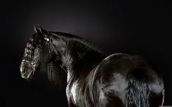 Horse computer backgrounds, Personalization option, Digital aesthetics, variety HD wallpaper