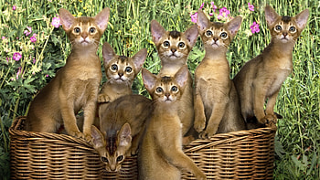Animals, Cats HD wallpaper