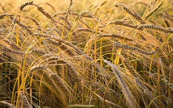Wheat, grain, food, field HD wallpaper