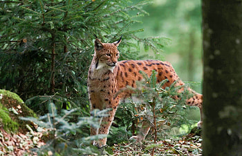 Lynx, animal, paw, tree HD wallpaper