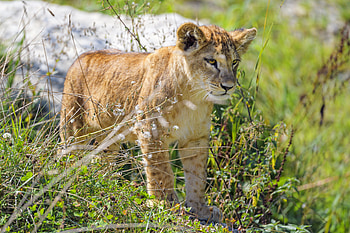 Animals, Grass, Young, Lion, Predator, Sight, Opinion, Joey, Lion Cub HD wallpaper