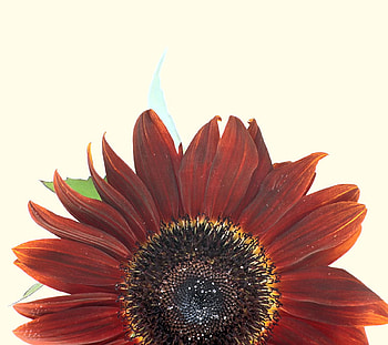 sunflower rising, rising, sunflower, flower HD wallpaper