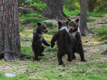 Hokey Pokey, trees, dancing, woods, bear cubs HD wallpaper