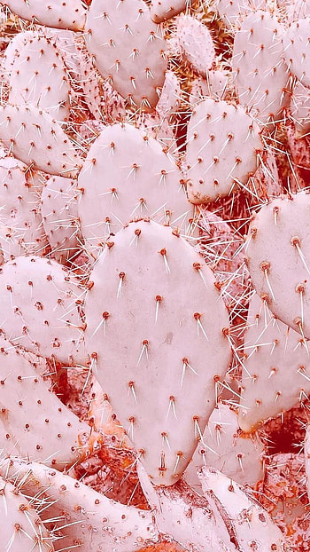 Pink Aesthetic, Cactus HD phone wallpaper