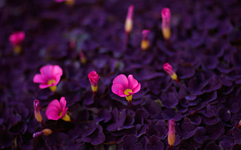 Flowers, Bright, Beauty, Small HD wallpaper