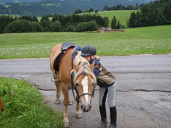 sweet horse, sweet, horse, love, beauty HD wallpaper