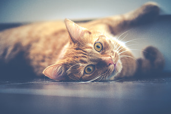 Animals, Cat, Lies, Muzzle, Redhead HD wallpaper