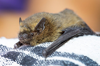 Christmas Island pipistrelle, Bats HD wallpaper