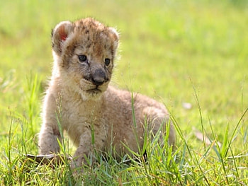 Baby Lion, wildlife, baby, cute, cat, lion HD wallpaper