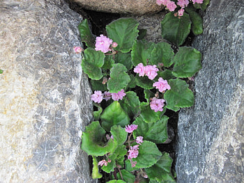 A fabulous day at Edmonton garden 11, pink, leaves, grey, graphy, green, Flowers, rocks HD wallpaper