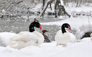 Winter snow landscape, Nature's tranquility, Geese in flight HD wallpaper