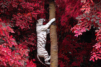 White Tiger Climbing Tree, white-tiger, tiger, animals HD wallpaper