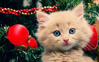 Animals, Fluffy, Kitty, Kitten, Muzzle, Christmas Decorations, Christmas Tree Toys, Christmas Tree HD wallpaper