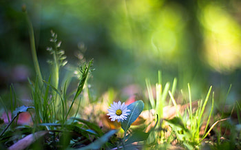 Plants, Nature, Grass, Flower, Macro HD wallpaper