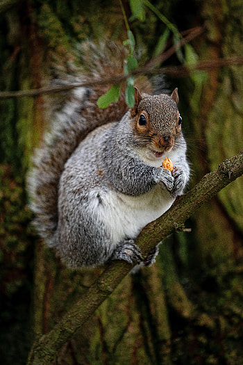 Animals, Squirrel, Wood, Tree, Nice, Sweetheart, Rodent, Nut HD phone wallpaper