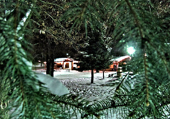 Circle of Pines, winter, pine tree, snow, nature, park HD wallpaper
