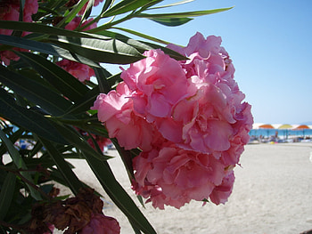 Plants, Flowers HD wallpaper